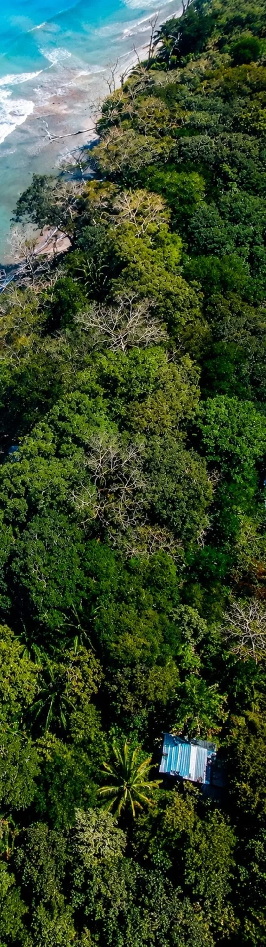Jungle trail at Paz Corcovado